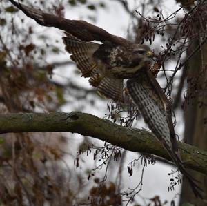 Mäusebussard