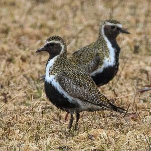 Eurasian Golden Plover