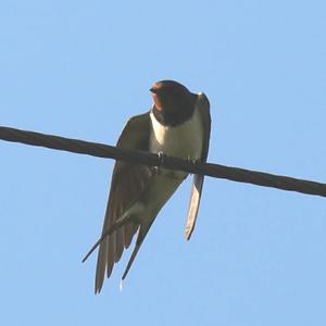 Barn Swallow