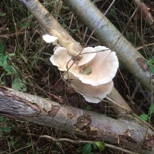 Trumpet Oyster Mushroom