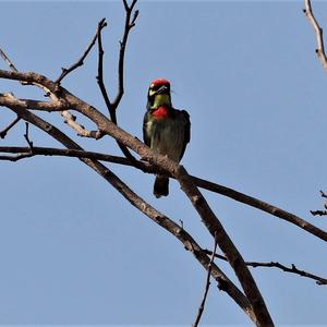 Coppersmith Barbet