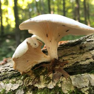 Oyster Mushroom