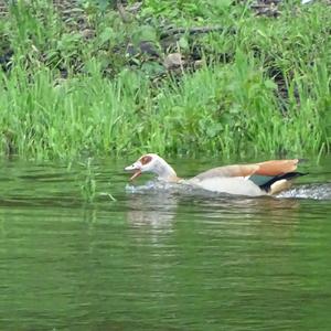 Egyptian Goose