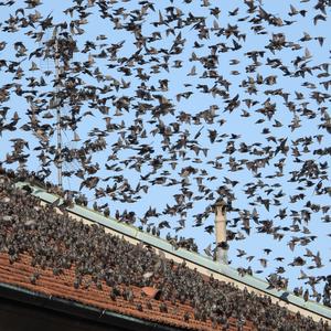 Common Starling