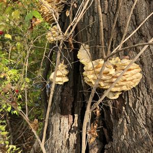 Chicken Mushroom