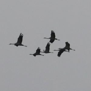 Common Crane