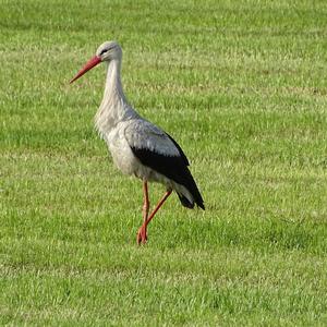 White Stork