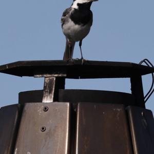 White Wagtail