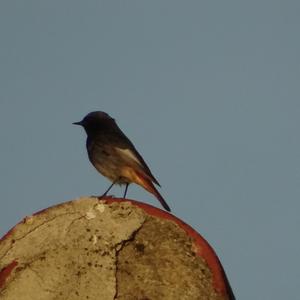 Black Redstart