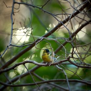 Eurasian Siskin