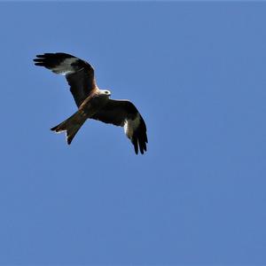 Red Kite