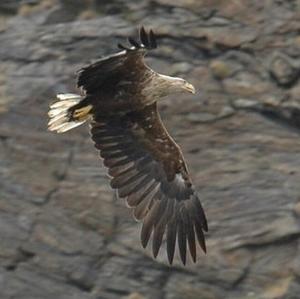 White-tailed Eagle