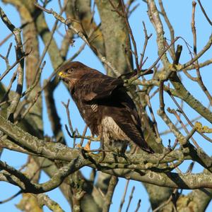 Mäusebussard