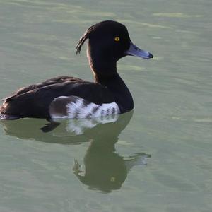 Tufted Duck