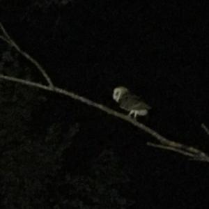 Barn Owl