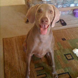 Weimaraner