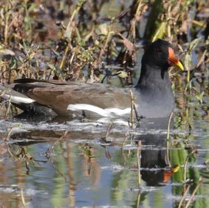 Common Moorhen