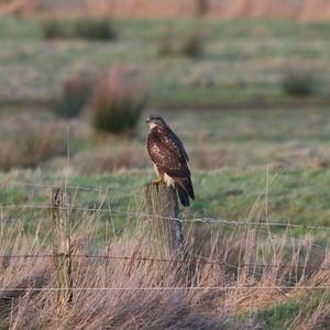 Common Buzzard