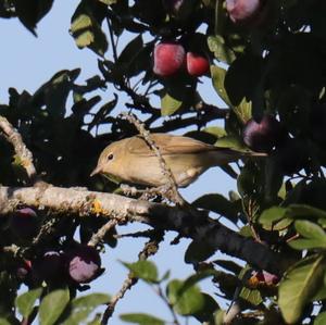 Garden Warbler