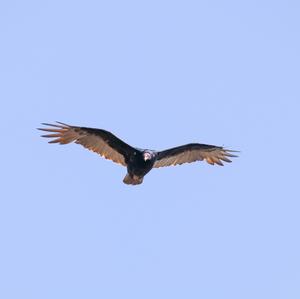 Turkey Vulture