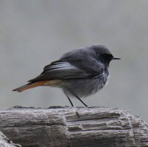 Black Redstart