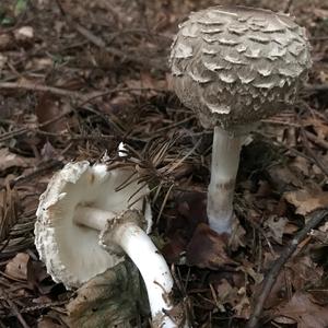 Shaggy Parasol