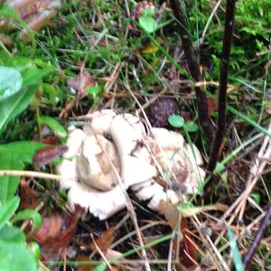 Striated Earthstar