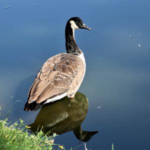 Canada Goose