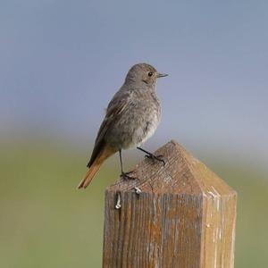 Black Redstart