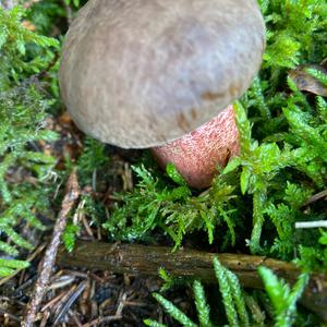 Dotted-stem Bolete