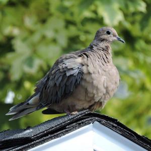 Mourning Dove