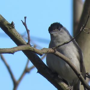 Blackcap