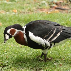 Red-breasted Goose