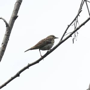 Tree Pipit