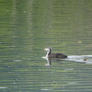 Common Coot