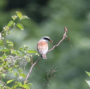 Red-backed Shrike