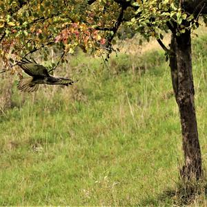 Common Buzzard