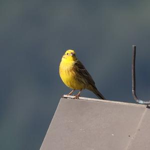 Yellowhammer