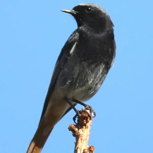 Black Redstart