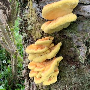 Unknown Species
