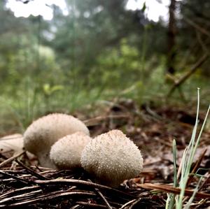 Gem-studded Puffball