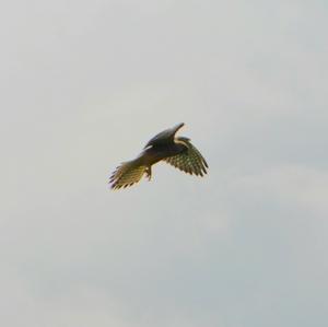 Common Kestrel