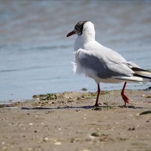 Black-headed Gull