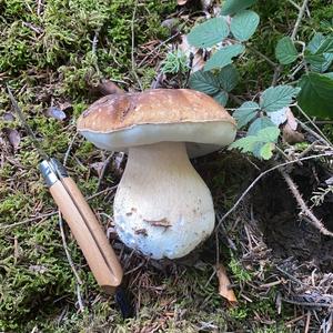 King Bolete