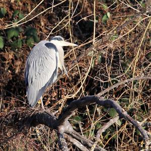 Grey Heron