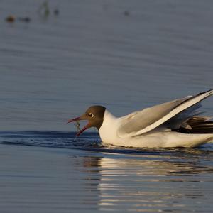 Black-headed Gull