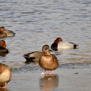 Common Pochard