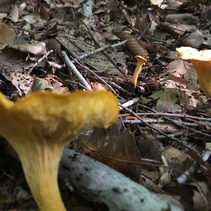 Chanterelle, Common