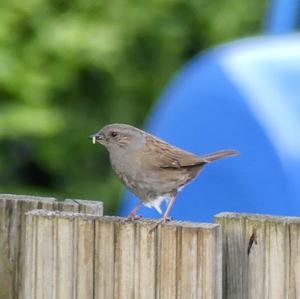 Hedge Accentor