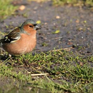 Eurasian Chaffinch